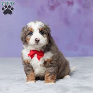 Rocky, Mini Bernedoodle Puppy